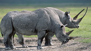 two gray rhinosaurus on green grass field